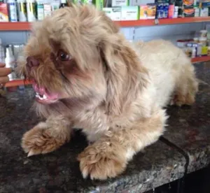 Cachorro raça Lhasa Apso idade 3 anos nome NÃO SEI