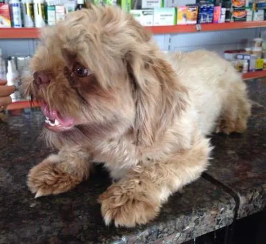Cachorro ra a Lhasa Apso idade 3 anos nome NÃO SEI