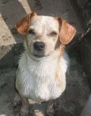 Cachorro raça desconhecida idade 1 ano nome bily