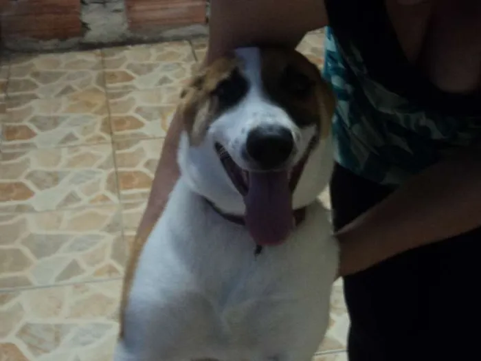 Cachorro ra a SRD idade 7 a 11 meses nome boumer