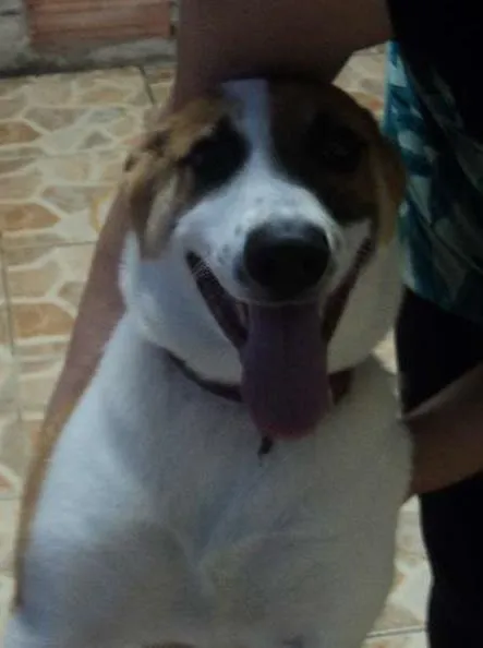 Cachorro ra a SRD idade 7 a 11 meses nome boumer