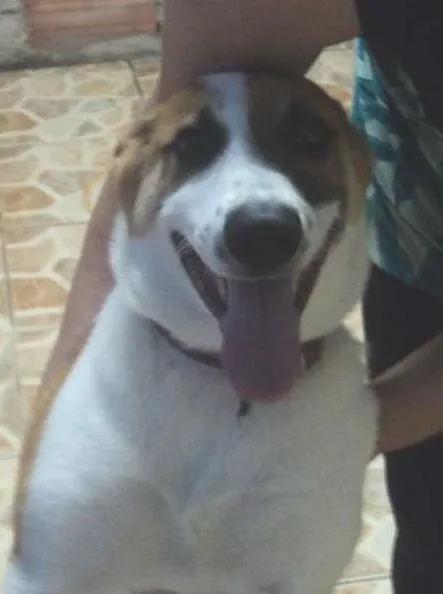 Cachorro ra a SRD idade 7 a 11 meses nome boumer