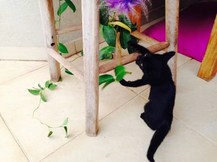 Gato ra a -- idade 2 a 6 meses nome Noá