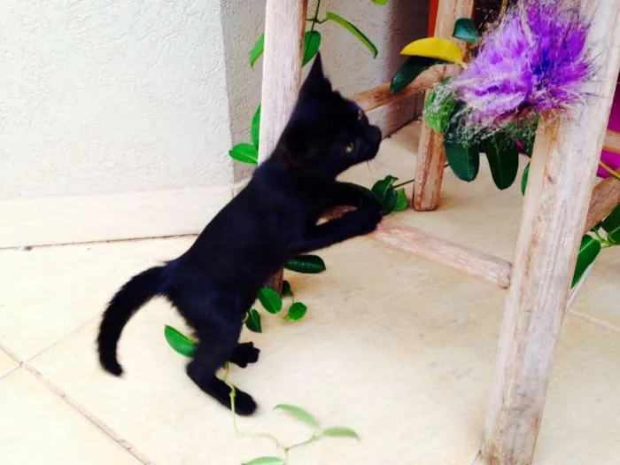 Gato ra a -- idade 2 a 6 meses nome Noá