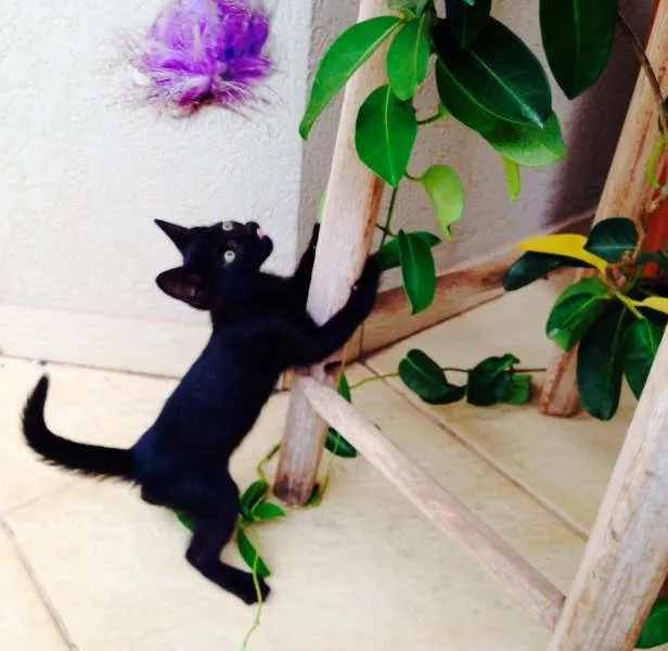 Gato ra a -- idade 2 a 6 meses nome Noá
