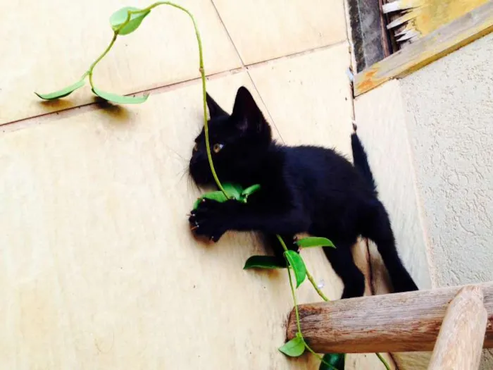 Gato ra a -- idade 2 a 6 meses nome Noá