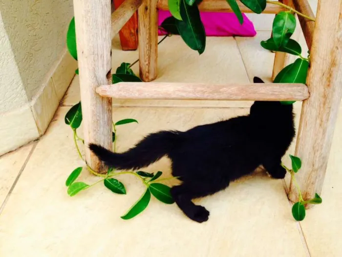 Gato ra a -- idade 2 a 6 meses nome Noá