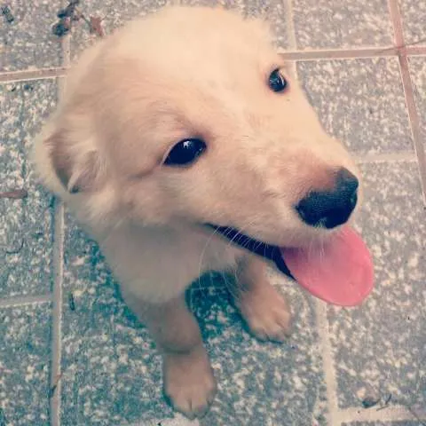 Cachorro raça Labrador-Golden idade 7 a 11 meses nome Sidi