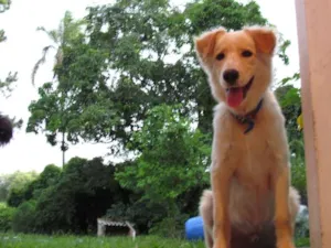Cachorro raça Labrador-Golden idade 7 a 11 meses nome Sidi