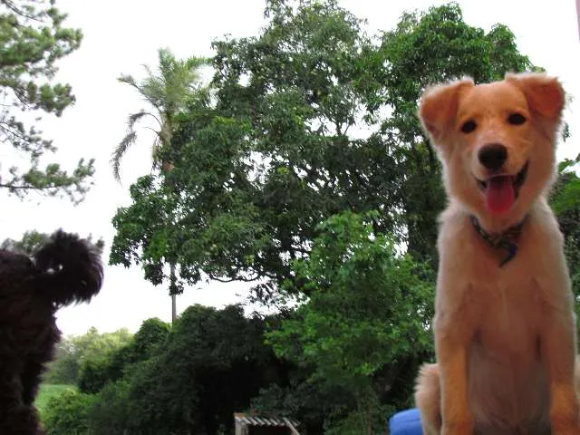 Cachorro raça Labrador-Golden idade 7 a 11 meses nome Sidi