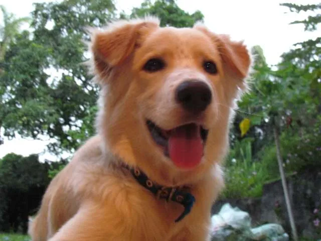 Cachorro raça Labrador-Golden idade 7 a 11 meses nome Sidi
