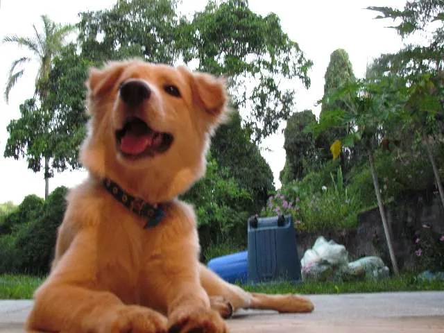 Cachorro raça Labrador-Golden idade 7 a 11 meses nome Sidi