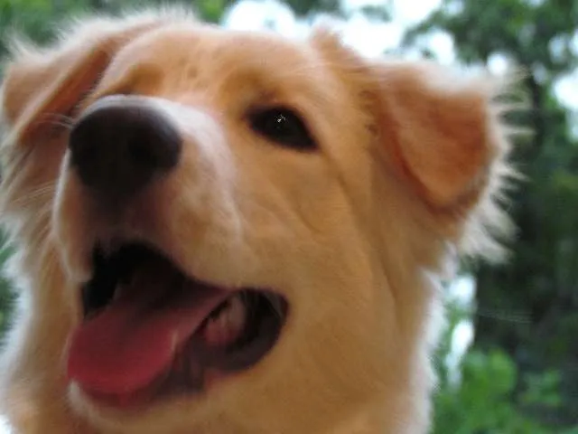Cachorro raça Labrador-Golden idade 7 a 11 meses nome Sidi