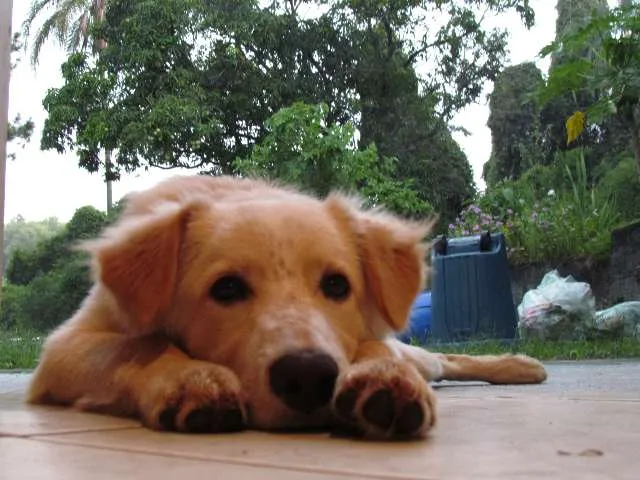 Cachorro raça Labrador-Golden idade 7 a 11 meses nome Sidi