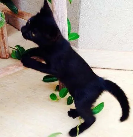 Gato ra a -- idade 2 a 6 meses nome Noá