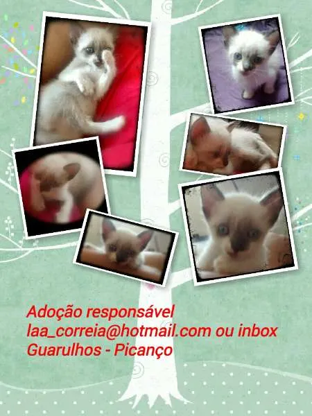 Gato ra a SRD idade Abaixo de 2 meses nome Manchitos