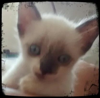 Gato ra a SRD idade Abaixo de 2 meses nome Manchitos