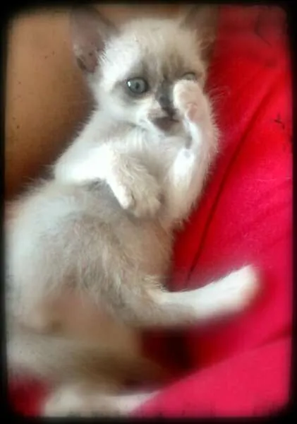 Gato ra a SRD idade Abaixo de 2 meses nome Manchitos