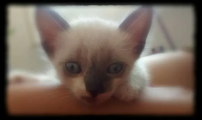 Gato ra a SRD idade Abaixo de 2 meses nome Manchitos