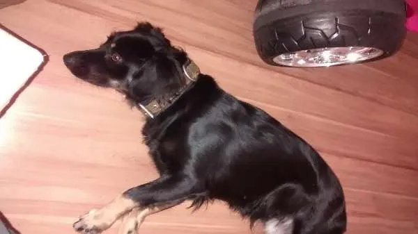 Cachorro ra a  idade 1 ano nome Pretinha
