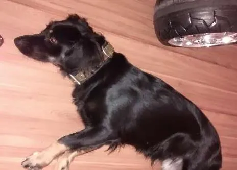 Cachorro ra a  idade 1 ano nome Pretinha
