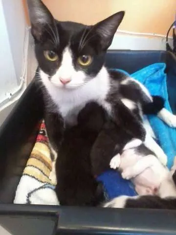 Gato ra a SRD idade 1 ano nome Sem Nome