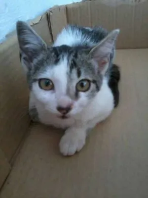 Gato raça SRD idade 2 a 6 meses nome Misty