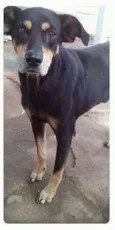 Pretinho
