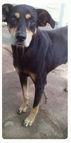 Cachorro ra a SRD idade 2 anos nome Pretinho