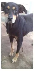 Pretinho
