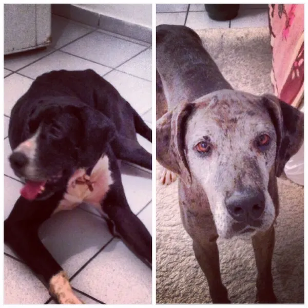 Cachorro raça Dogue Alemão idade 3 anos nome Mila e Sadãn