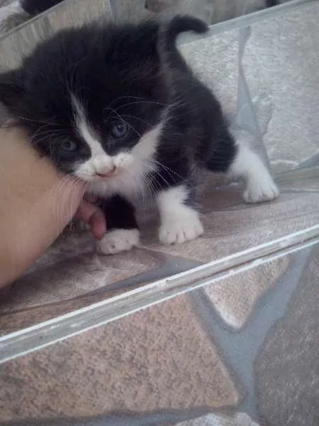 Gato ra a sem raça idade 2 a 6 meses nome sem nome