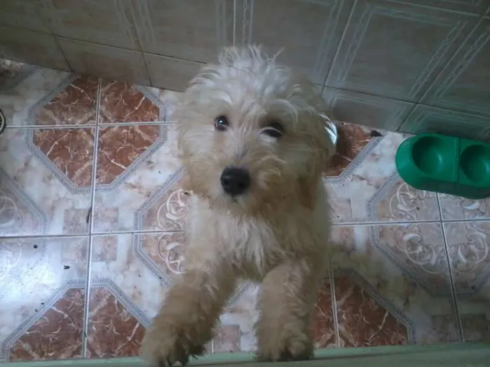 Cachorro ra a Poodle idade 2 a 6 meses nome Susi