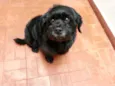 Kiko