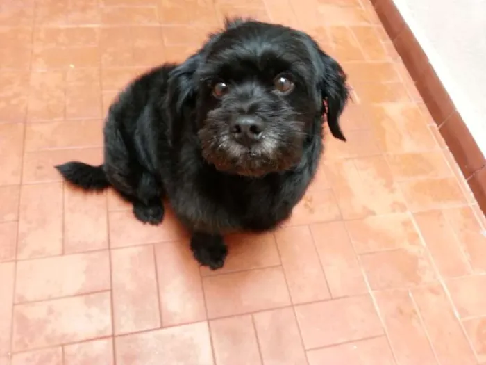 Cachorro ra a Mistura lhasa apso idade 5 anos nome Kiko