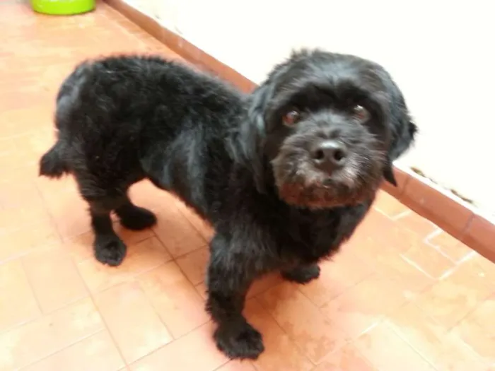 Cachorro ra a Mistura lhasa apso idade 5 anos nome Kiko