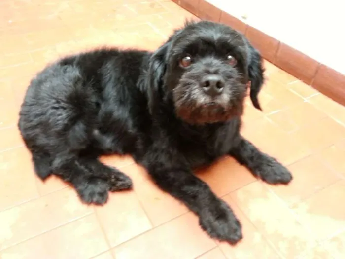 Cachorro ra a Mistura lhasa apso idade 5 anos nome Kiko