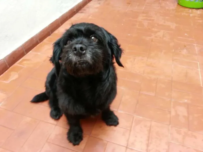 Cachorro ra a Mistura lhasa apso idade 5 anos nome Kiko