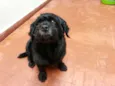 Kiko