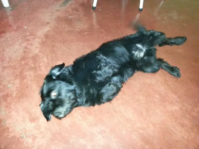 Cachorro ra a Mistura lhasa apso idade 5 anos nome Kiko