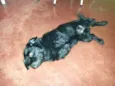 Kiko