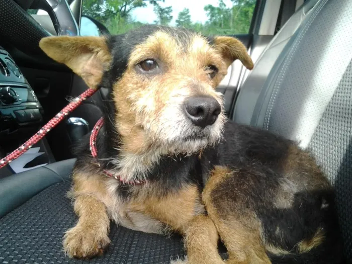 Cachorro ra a várias idade 3 anos nome estopinha sugestão