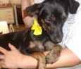 TIQUITITA