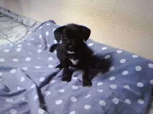 Cachorro raça naõ tem idade Abaixo de 2 meses nome não tem