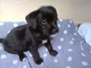 Cachorro ra a naõ tem idade Abaixo de 2 meses nome não tem