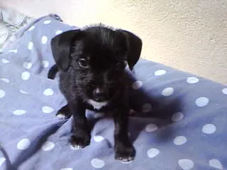 Cachorro ra a naõ tem idade Abaixo de 2 meses nome não tem
