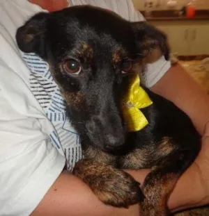 Cachorro raça srd idade 7 a 11 meses nome TIQUITITA