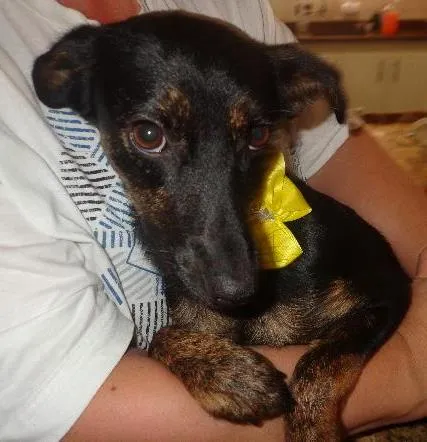 Cachorro ra a srd idade 7 a 11 meses nome TIQUITITA