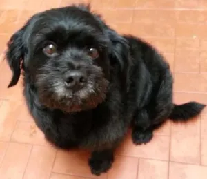 Cachorro raça Mistura lhasa apso idade 5 anos nome Kiko