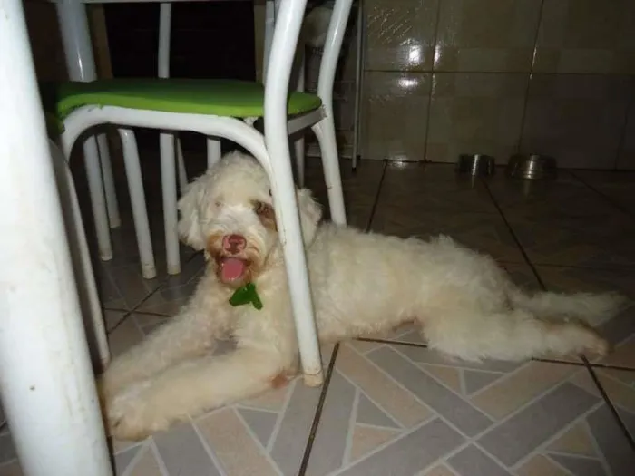Cachorro ra a Poodle idade 7 a 11 meses nome Snoop